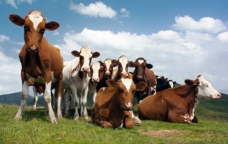 herd_cows